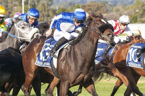 sydney race replays|greyhound racing nsw replays.